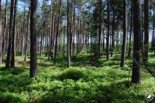 Program monitoringu lasów