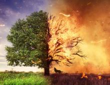 Zagrożenie pożarowe lasu - komunikat Dyrektora RDLP w Toruniu