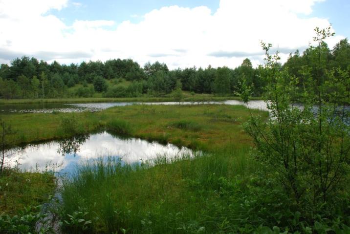 Jedno z licznych torfowisk położonych w Chojnicko-Tucholskim Obszarze Chronionego Krajobrazu.